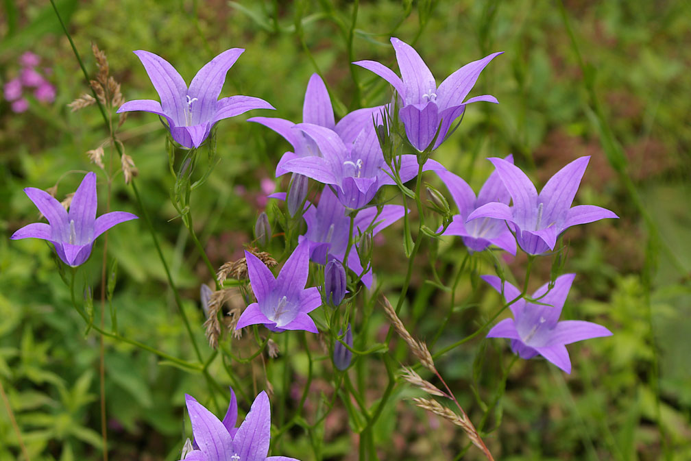 Campanula rapunculus e C. patula